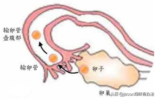 香港蘢羽医生医务所验血,备孕需警惕，经常憋尿的女性可导致不孕！