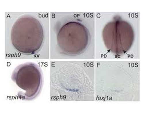 家用全自动水泵安装图_古代中国人穿什么度夏？
