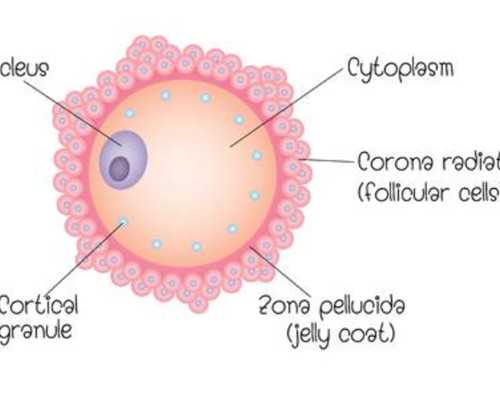 智能自吸泵哪个牌子好_吃肉皮会胖吗猪肉皮其实脂肪少