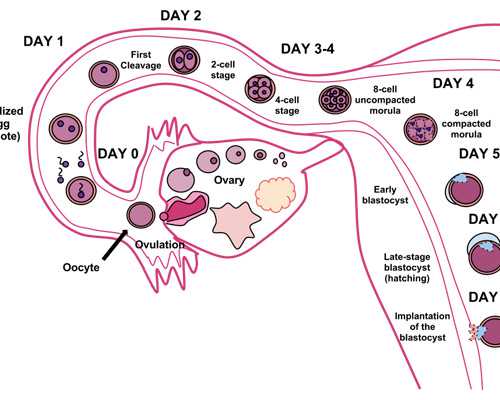 孕14周可以香港验血吗_怀孕50天能去香港验血吗_查男女哪个验血机构比较准!