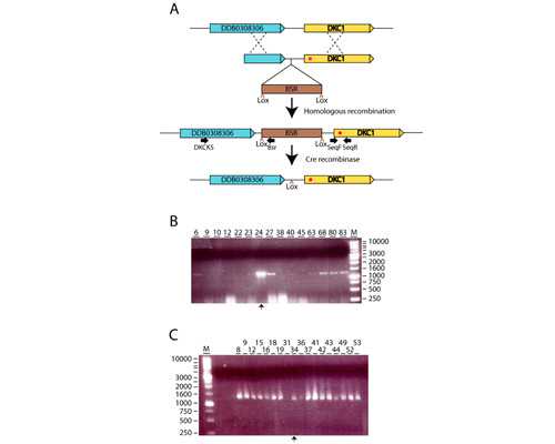 陶瓷柱塞泵哪个品牌好_春天吃什么有利身体