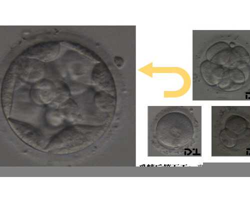 香港验血是不是要8周以后_《朝花夕拾》读后感800字,要求有自己的事例朝花夕