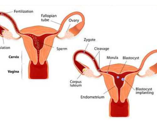 香港验血分男女准不准_中学生周记500字初中周记大全20篇最好有感想hurry up