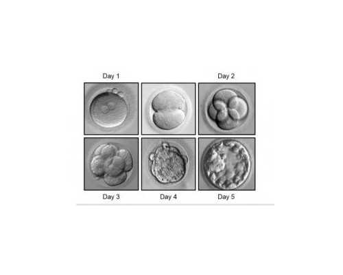 香港验血胎芽长度会影响结果吗_香港验血中介那里可靠准不准_本人亲身经历告