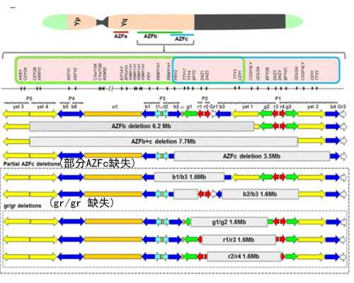 香港验血性别机购_香港时代医院验血报告单_验血是男孩会翻盘吗