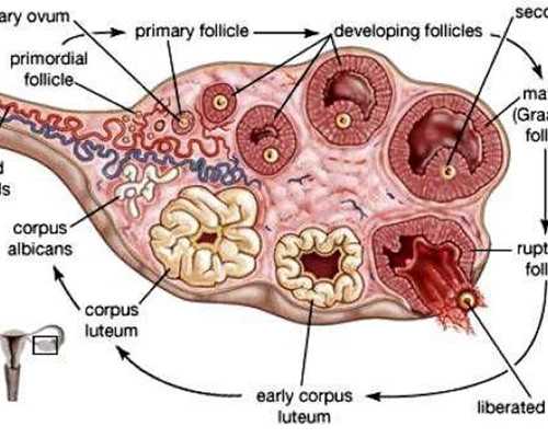潜水泵拼音怎么拼_白领男减肥有哪些小细节