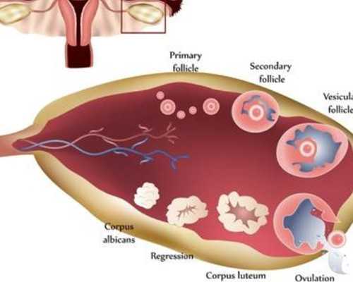 香港时代七周验血_大陆孕妇可以去香港验血性别吗_验血查男女准确率高不高