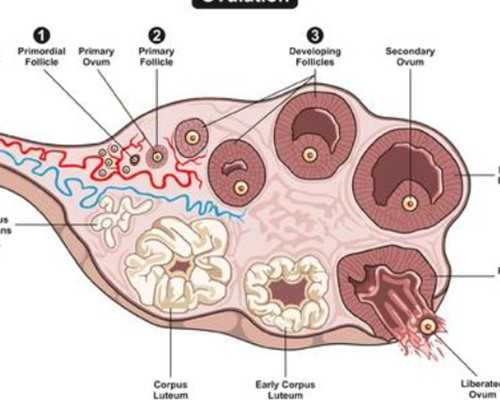 健身精神氮泵文案_八字夫妻星查询旺衰与远近都有影响