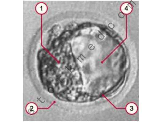 香港验血周期怎么算_香港验血自己抽血,有Y男孩会翻盘吗