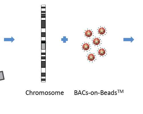 到香港验血几周可以_香港验血测性别有误差吗_验血准确率(价格、攻略、怎么预