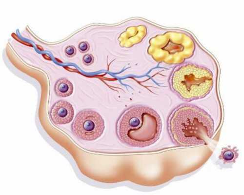 香港验血验查结果_香港验血D有多有少_鉴定性别的真实性是多少!