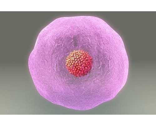 机械泵图片_一个人的娱乐