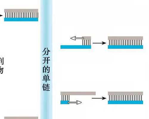 香港 验血 攻略_明星都在用的香港验Y-DNA查男女检测技术，快来看一看吧
