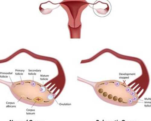香港验血怀孕几周可以验_香港验男女是查什么时候_抽血查性别是真还是假!