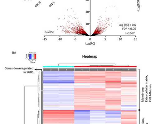 去香港验血亲自去香港还是邮寄_香港验血测男女要多少周_性别鉴定几周准确
