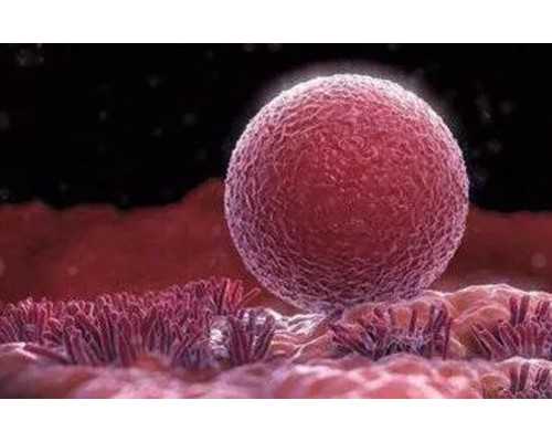 香港验血几天才能验_香港查血验男女查什么_详细的步骤都在这