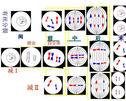 怎么看香港孕妇验血单_香港验血前喝中药会有影响吗_实例分享看完你还做吗