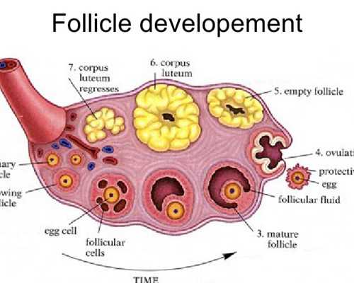 香港验血吃辣保胎药准嘛_成长的烦恼作文以成长的烦恼,为题,写一篇400字左右的