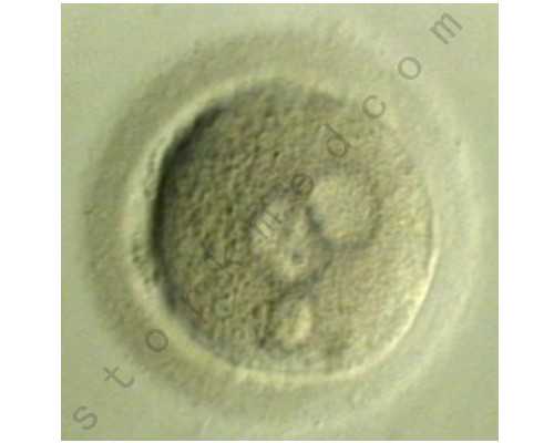 孕14周可以香港验血吗_《混沌大陆》txt全集下载凤凰错 替嫁弃妃结局