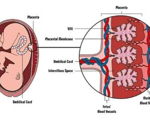香港验血邮寄过去_香港验血鉴定胎儿性别_需要注意的都在这!