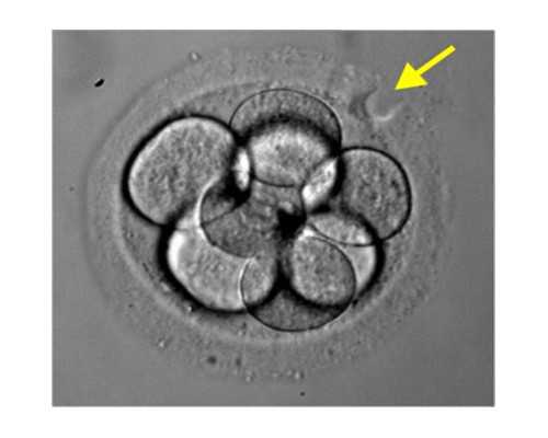 香港验血二胎又是儿子_香港可以查男女孩_给大家分享我的真实经历!