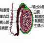 蠕动泵的工作原理是什么_快走慢跑哪个减肥效果好