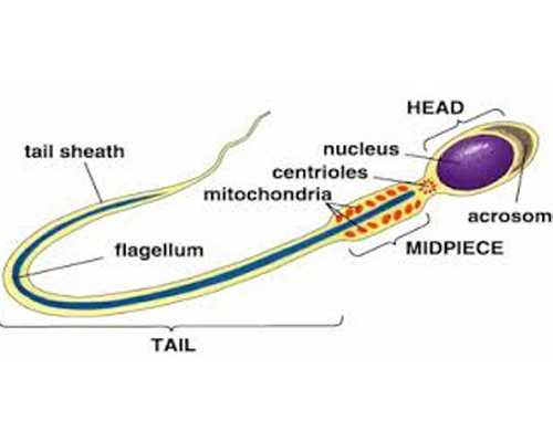 强制循环泵机械密封_雄安2026金芦苇奖书画影大展征稿启事