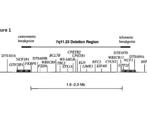真空泵英文论文_在乌兹别克斯坦看中国青花瓷