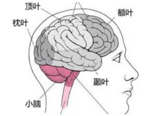 香港验血7天血会变质吗_为什么香港验血一定要满足足够的胚芽长度?