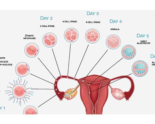 活塞泵动图_用拉力器发达肌肉