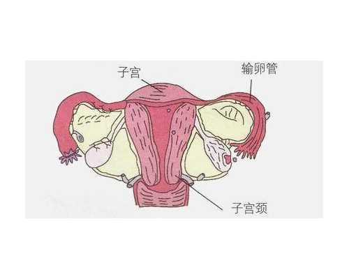 香港验血女男准吗_香港哪个医院验血查男女准_验血查性别,实例分享