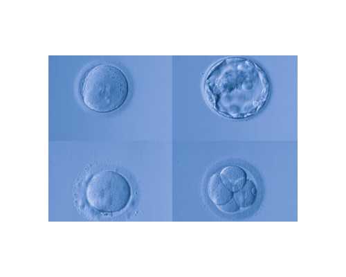 香港化验所验血多少d是男孩_香港验血多久能知道结果报告?