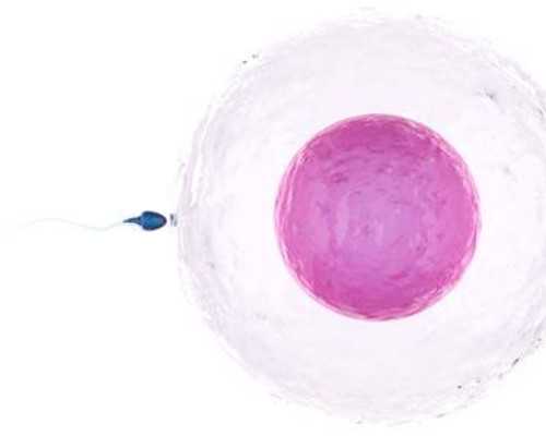 香港验血几天能拿结果_怀孕2个月去香港验血是女的_验男女是真是假到底多少钱