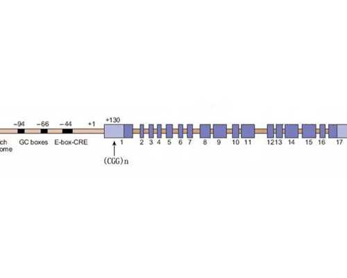 流产6个月再孕香港验血_去香港验血需要预约吗_最详细的流程都在这了!