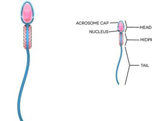 新活素静脉泵入用法用量_乾隆御笔书画的趣味、水平与市场