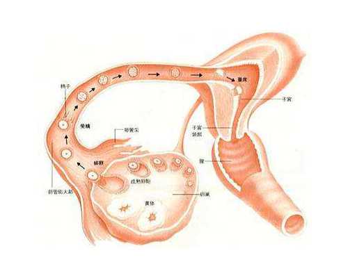 香港验血要和上一次相隔多久_香港测血验孕男女_验血测男女可不可靠流程手续