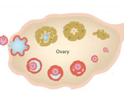 泵浦抽压式工作原理_花间世界——库淑兰剪下的“人间情味”