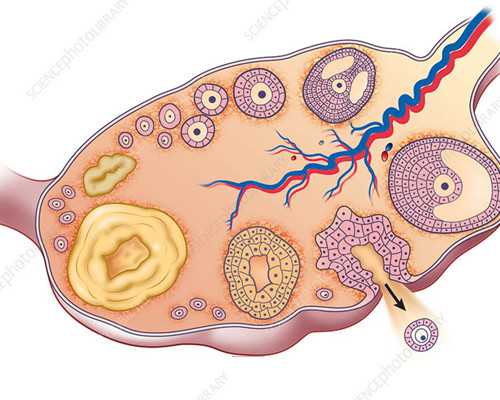 离心泵的分类及用途_中日两国书画家举办迎新春“云笔会”