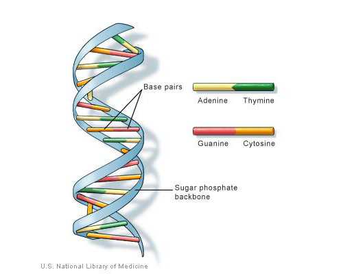 香港验血查男女之前注意事项_香港医院鉴定胎儿性别准吗?最全攻略全在这！