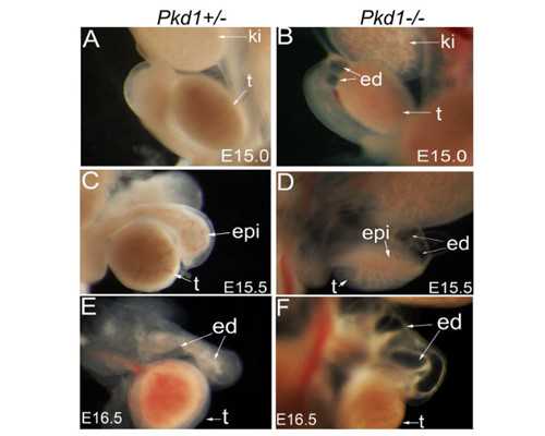 空气源热泵原理图解_宋代道教大师白玉蟾《四言诗帖》