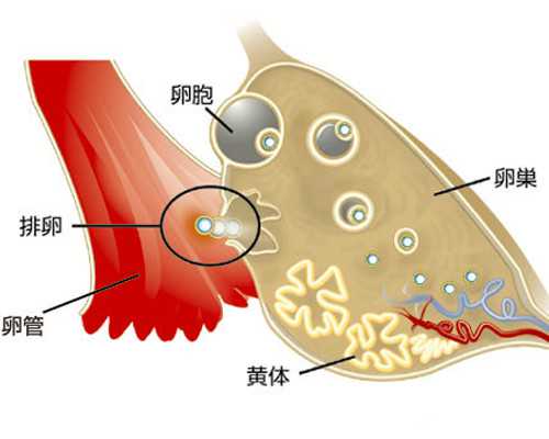 打胎怀孕多久可以香港验血_到香港验血攻略_验血查男女哪家最权威!