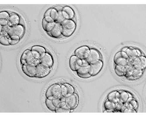 计量泵的工作原理是什么_Q版-我行我素，少油版素菜类