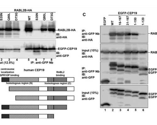 香港验血鉴定男女需满49天吗_生化妊娠后隔多久才能怀孕去香港验血_有什么需