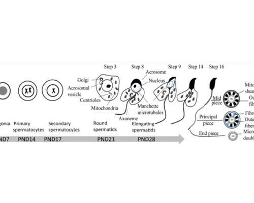 香港验血邮寄图片_去香港做dna查男女准吗_验血查性别真的靠谱吗