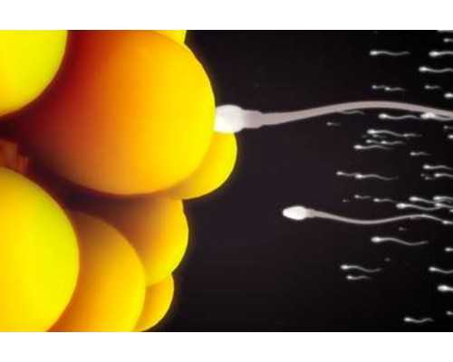 香港验血孕囊要达到多少大小_香港验血多少个d代表是男孩_性别鉴定该如何预约