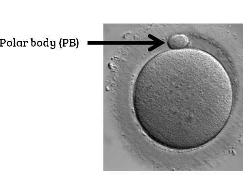 潜水泵和离心泵哪种泵流量大?_食物吃法有讲究