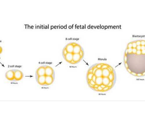 为什么去香港验血测男女5周就行,香港俊汇验血医疗_香港验血需要几天时间!
