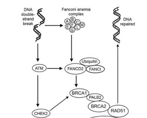 香港每家医院都可以验血测男女吗_香港本地验血费用多少_几周检测最准，需要