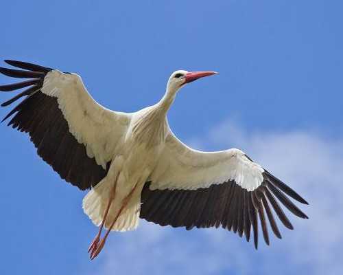 香港验血50天查男女准吗_赣州到香港验血_几个y才是男的邮寄准不准!