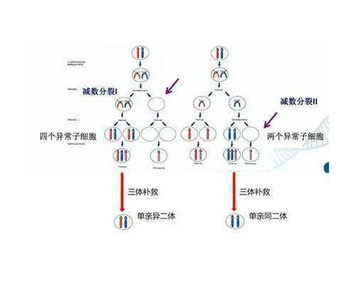 香港验血监督男女中介_下雪的作文下雪作文
